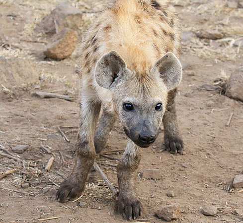 At Kruger NP