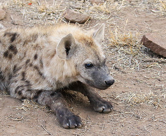 At Kruger NP