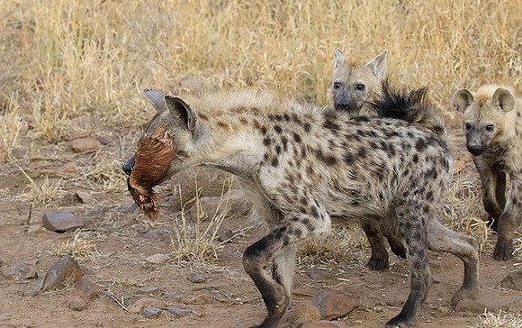 At Kruger NP