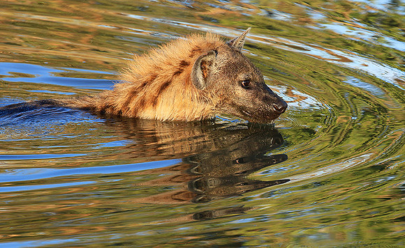 Timbavati private game reserve