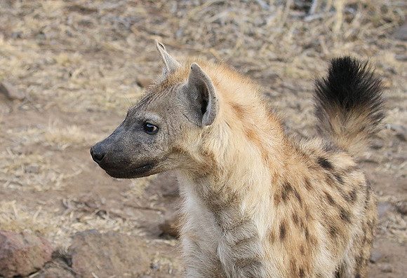 At Kruger NP