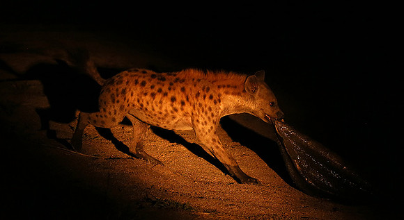 At Mala Mala game reserve