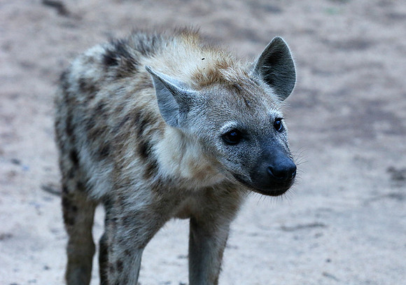 At Mala Mala game reserve