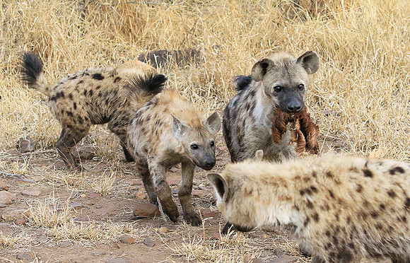 At Kruger NP