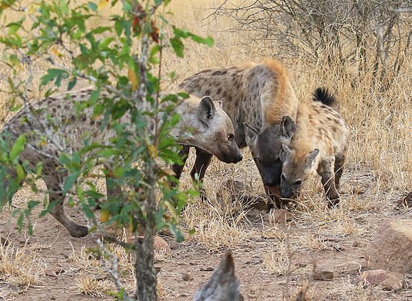 At Kruger NP