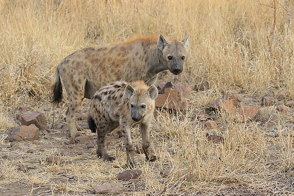 At Kruger NP