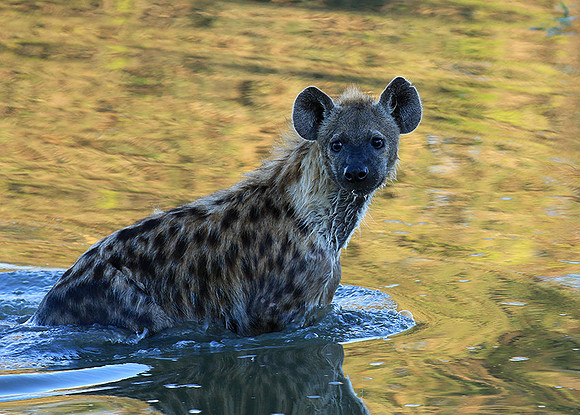 At Timbavati