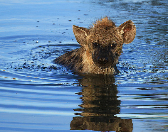 Timbavati private game reserve