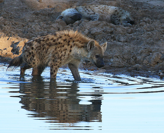 Timbavati private game reserve
