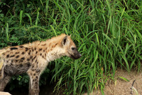 Kruger NP