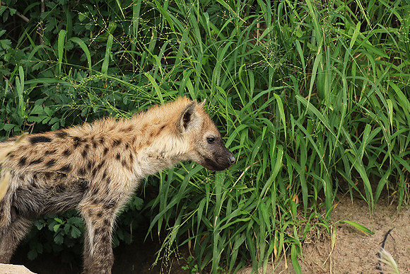 Kruger NP