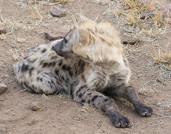 At Kruger NP