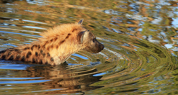 Timbavati private game reserve