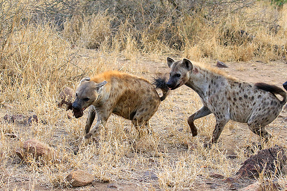 At Kruger NP