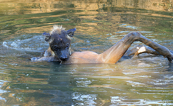 Timbavati private game reserve