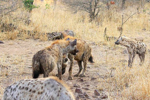 At Kruger NP