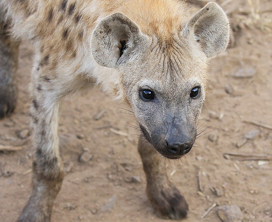 At Kruger NP