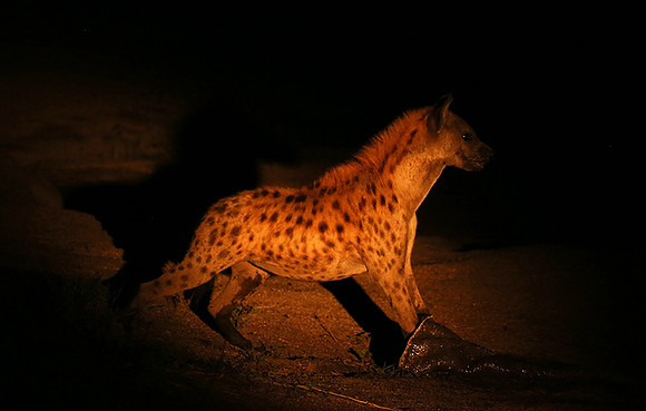 At Mala Mala game reserve