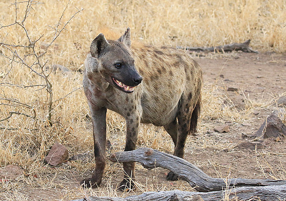 At Kruger NP