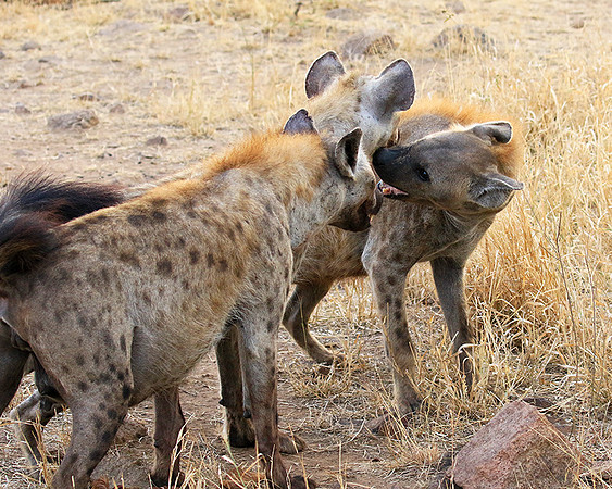 At Kruger NP
