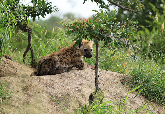 Kruger NP