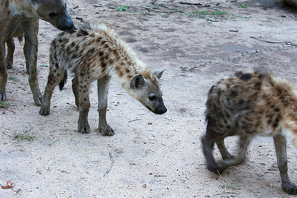 At Mala Mala game reserve