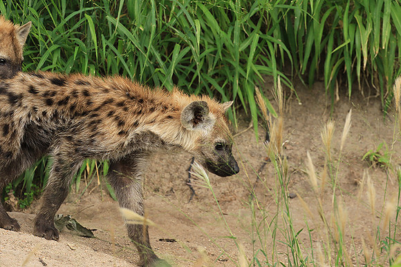Kruger NP