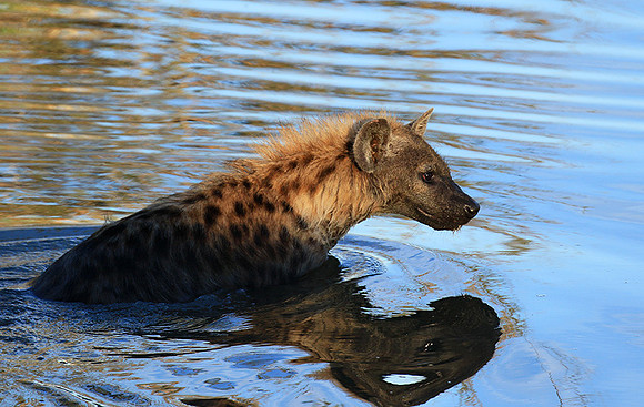 At Timbavati