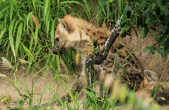 Kruger NP