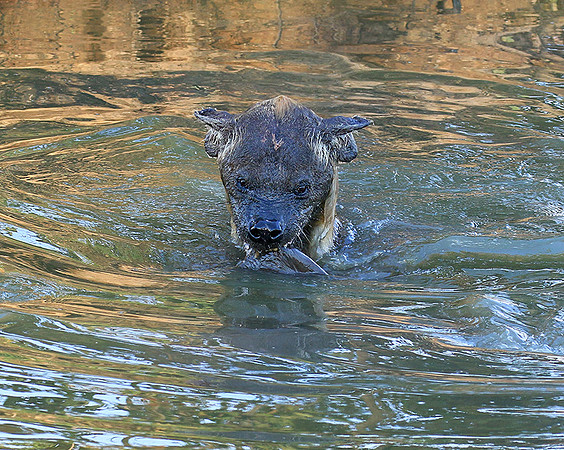Timbavati private game reserve