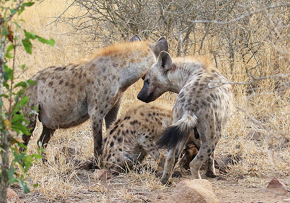 At Kruger NP