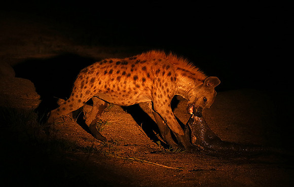 At Mala Mala game reserve