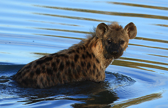Timbavati private game reserve