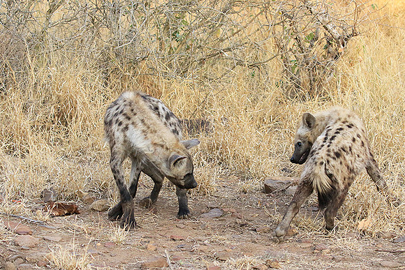 At Kruger NP