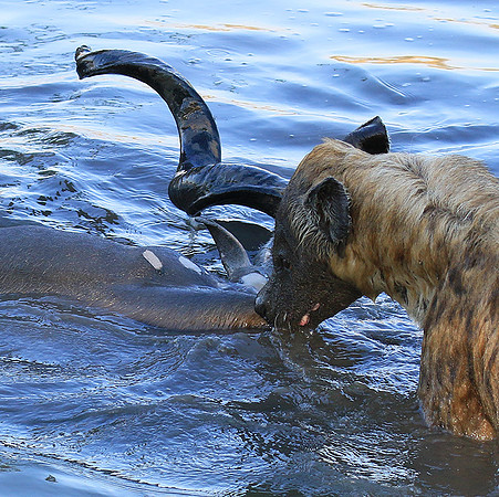 Timbavati private game reserve