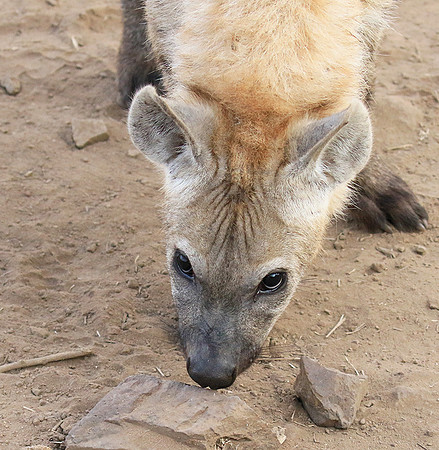 At Kruger NP