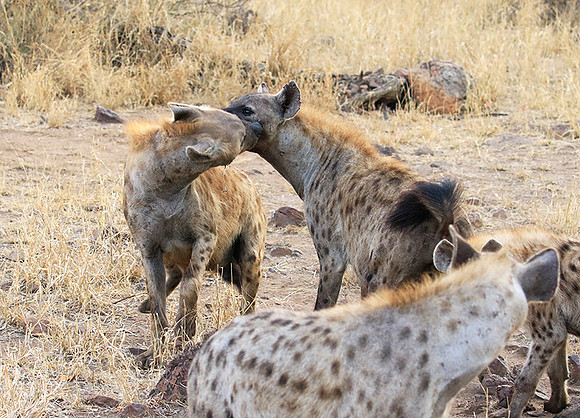 At Kruger NP
