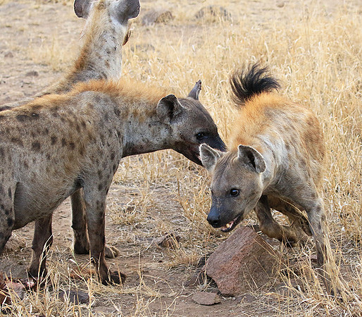 At Kruger NP