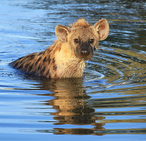 Timbavati private game reserve
