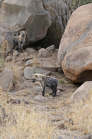 At Kruger NP