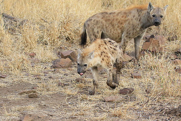 At Kruger NP