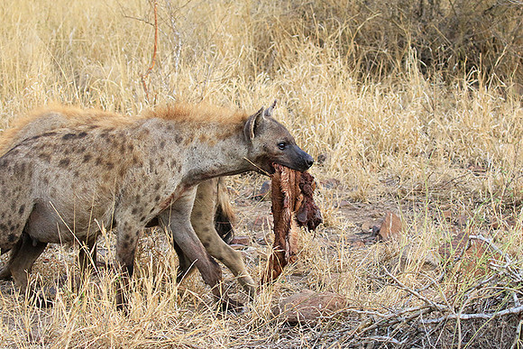 At Kruger NP