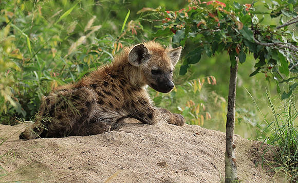 Kruger NP