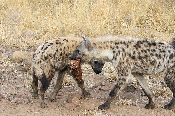 At Kruger NP