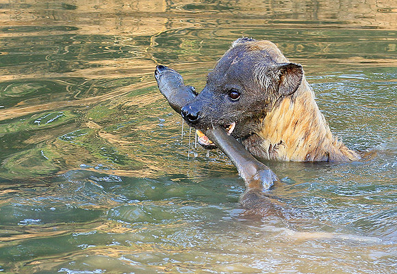 Timbavati private game reserve