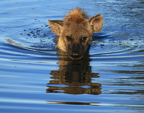 Timbavati private game reserve
