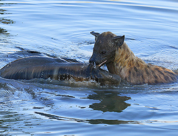 Timbavati private game reserve