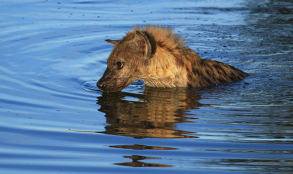 Timbavati private game reserve