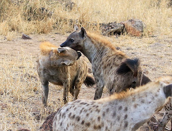 At Kruger NP