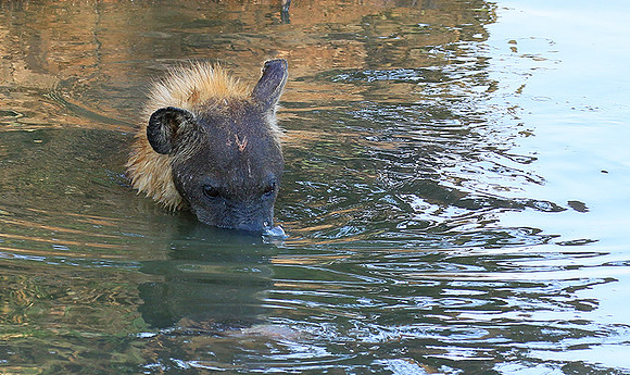 Timbavati private game reserve